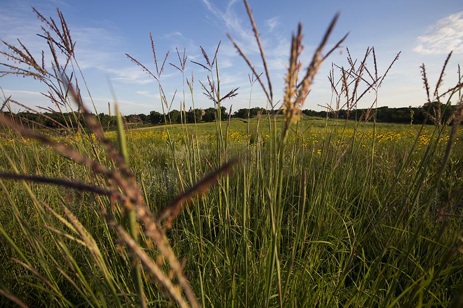 Grasses in the prairie against a blue sky.